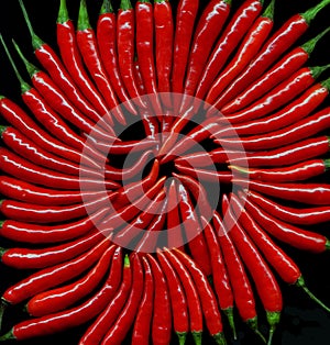 Red chily peppers photo
