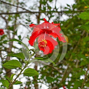 Red China Rose Or Mandar Flower With Green Leaves Branches. photo