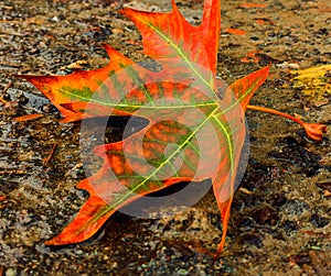 Red Chinar leaf in autumn.