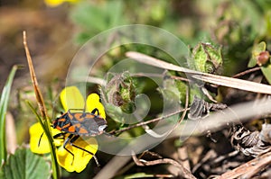 Red chinch bug on early spring yellow flower