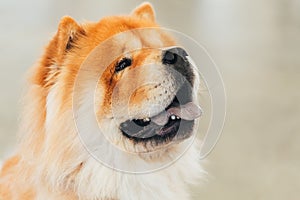 Red Chines Chow Chow Dog Close Up