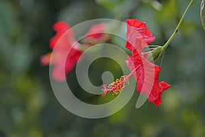 Red Chinese hibiscus flower