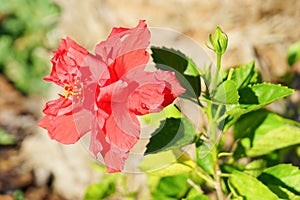 Chino hibisco flor 