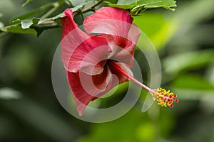 Red chinese hibiscus at Twin Falls Maui