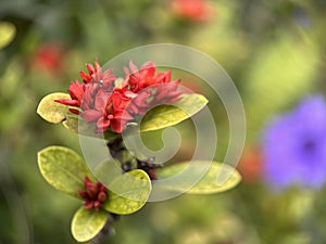 Red Chinese Ixora flower with blur background