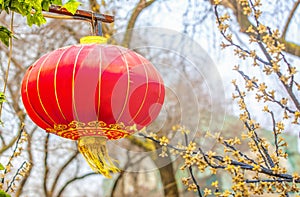 Red chinese lamp on the tree in new year