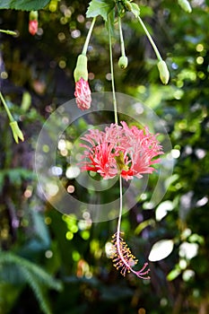 Red Chinese Lantern Hibiscus with pollen on stamen and pistil