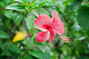 Red Chinese Rose or a flower of red hibiscus with green leaves