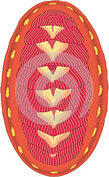 Red Chiton Shell Illustration