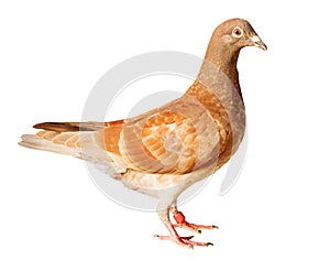 Red chocko feather homing pigeon bird isolated white background