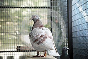 Red choco feather of speed racing pigeon in home loft