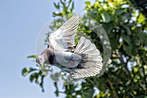 Red choco speed racing pigeon bird flying mid air
