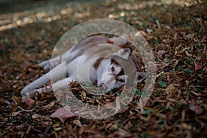 Red chocolate dog breed Siberian husky lies in fallen autumn foliage