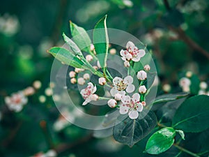 Red Chokeberry - Aronia Arbutifolia