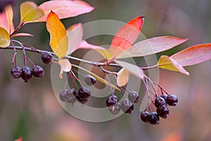 Red chokeberry Aronia arbutifolia in autumn with ripening fruits