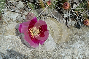 Red Cholla Cactus Blossom in Rock Garden