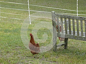 Red chook and rustic country garden seat in the Blue Mountains of Australia