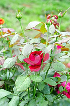 Red Christian Dior rose in garden photo