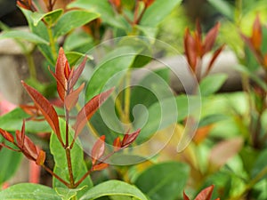 Red Christina Leaf