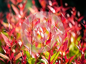 Red Christina Leaves Growing