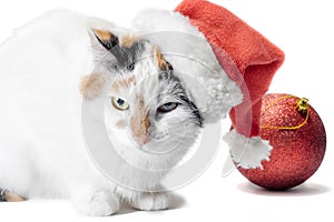 Red christmas ball and angry spotted cat in santa hat on white background
