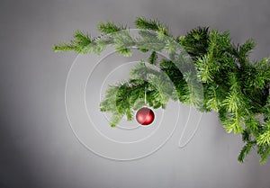 Red christmas ball on a fir branche. Gray background