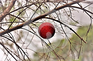Red christmas ball with glitter hanging on the dry tree in the square