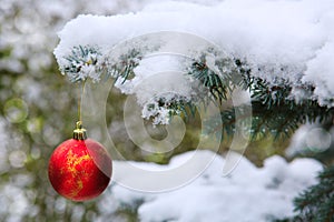 Red Christmas Ball hanging on a Fir Tree Branch. Christmas Background.