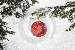 Red christmas ball hanging on fir tree branch in snow winter forest