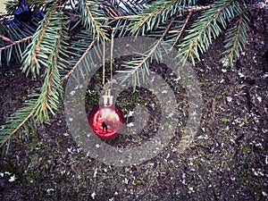 Red christmas ball hanging on a spruce branch