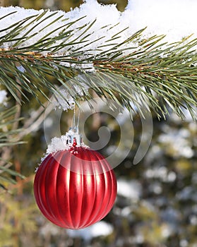 Red Christmas ball on real live outdoor Christmas tree