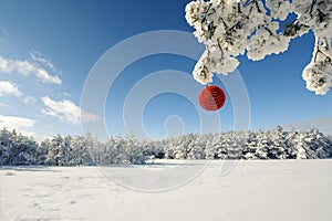 Red Christmas ball on a snow-covered tree branch