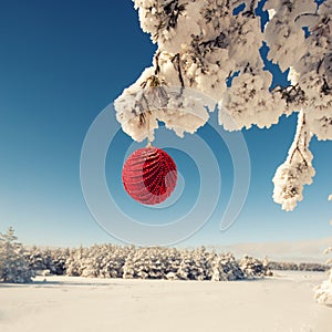 Red Christmas ball on a snow-covered tree branch