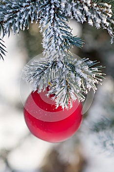 Red Christmas ball on a snow-covered tree branch