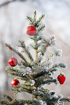 Red Christmas balls on a snow-covered tree branch