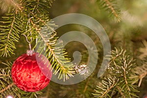 Red Christmas bauble hanging from the branch of a Christmas tree