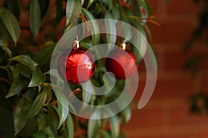 Red Christmas baubles hanging from Lilly Pilly tree with copy space on brick background