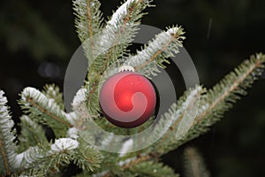 Red Christmas bulb, snow covered branches.