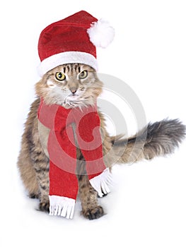 Red Christmas cat