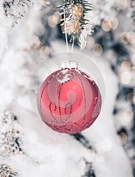 Red Christmas decoration globe on a pine tree with snow on the branches. Winter winter holidays postcard
