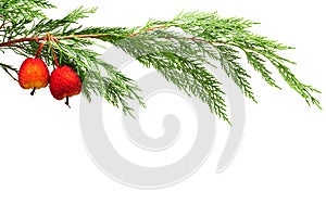 Red Christmas decoration. on real fir tree branch
