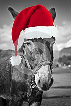 Red Christmas hat on a black and white donkey, fun greeting card