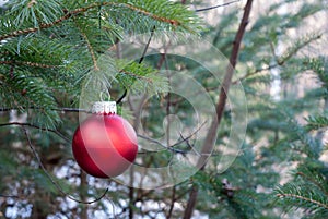 Red Christmas ornament in pine tree