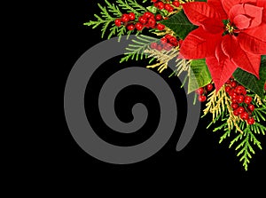 Red Christmas poinsettia flower, red berries and thuya twigs on green Christmas background for holiday card isolated on black