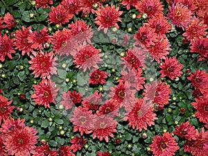 Red chrysanthemum