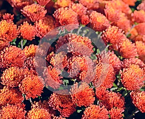 Red chrysanthemum. Beautiful autumn flower in a garden decor. Floral background for design.