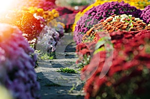 Red chrysanthemum. Beautiful autumn flower in a garden decor. Floral background for design.