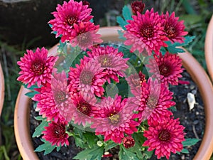 Red Chrysanthemum Daisy Close-up Shot