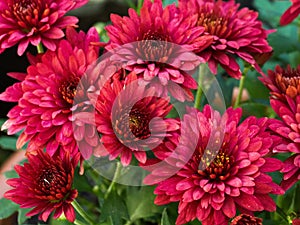 Red Chrysanthemum Daisy Close-up Shot