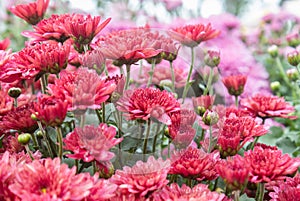 Red Chrysanthemum Flower in Garden in Side View